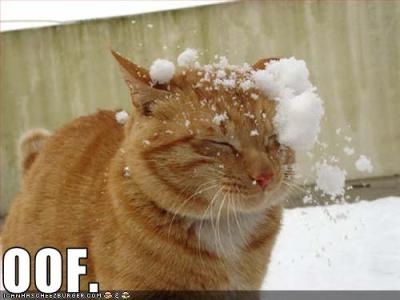 Winter Drawings :D Funny-pictures-cat-gets-hit-with-a-snowball